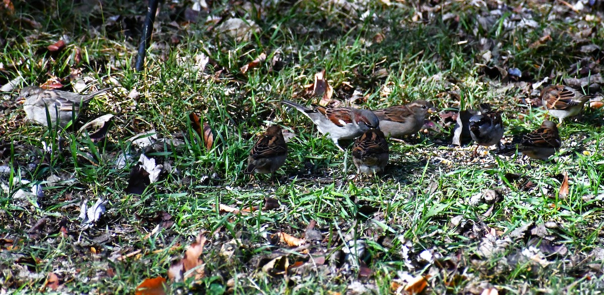 vrabec domácí - ML646413251