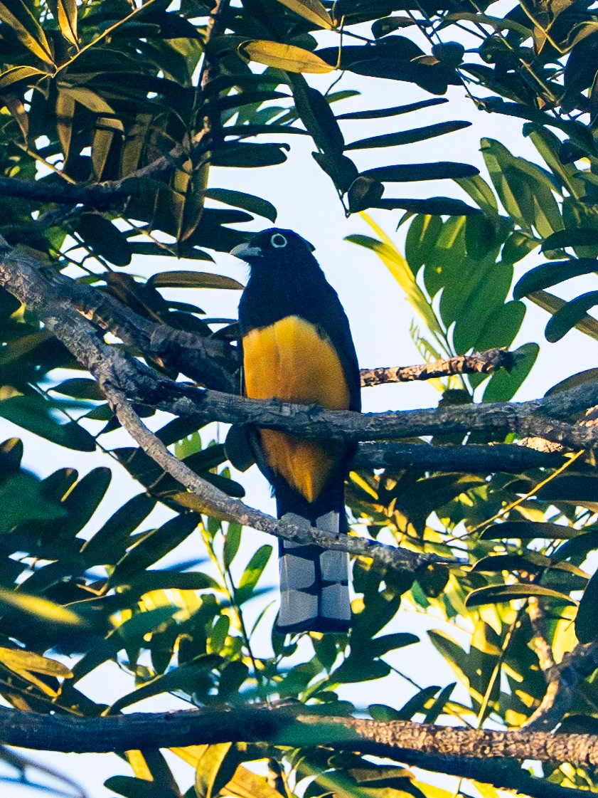 Black-headed Trogon - ML646413252