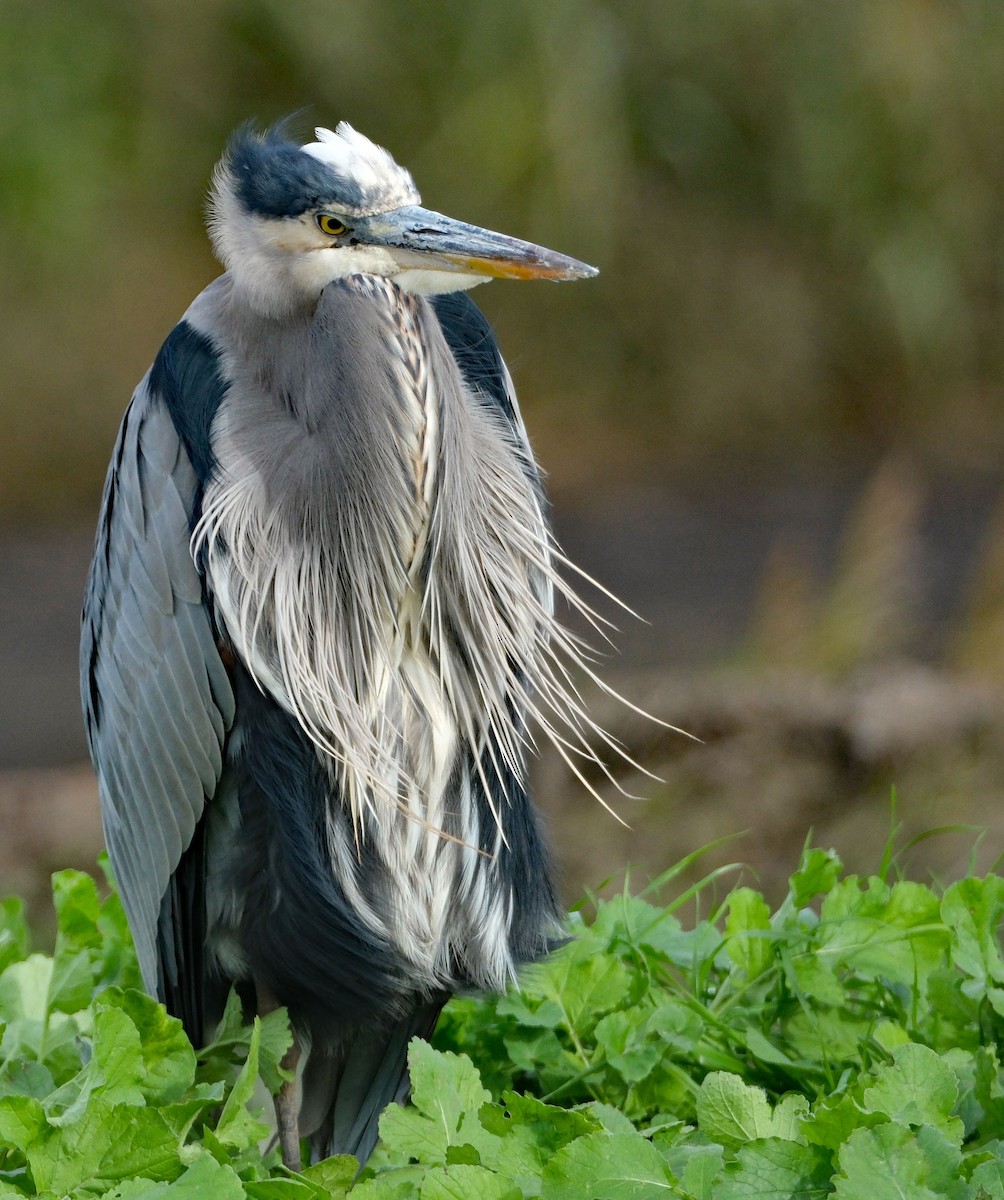Great Blue Heron - ML646413253