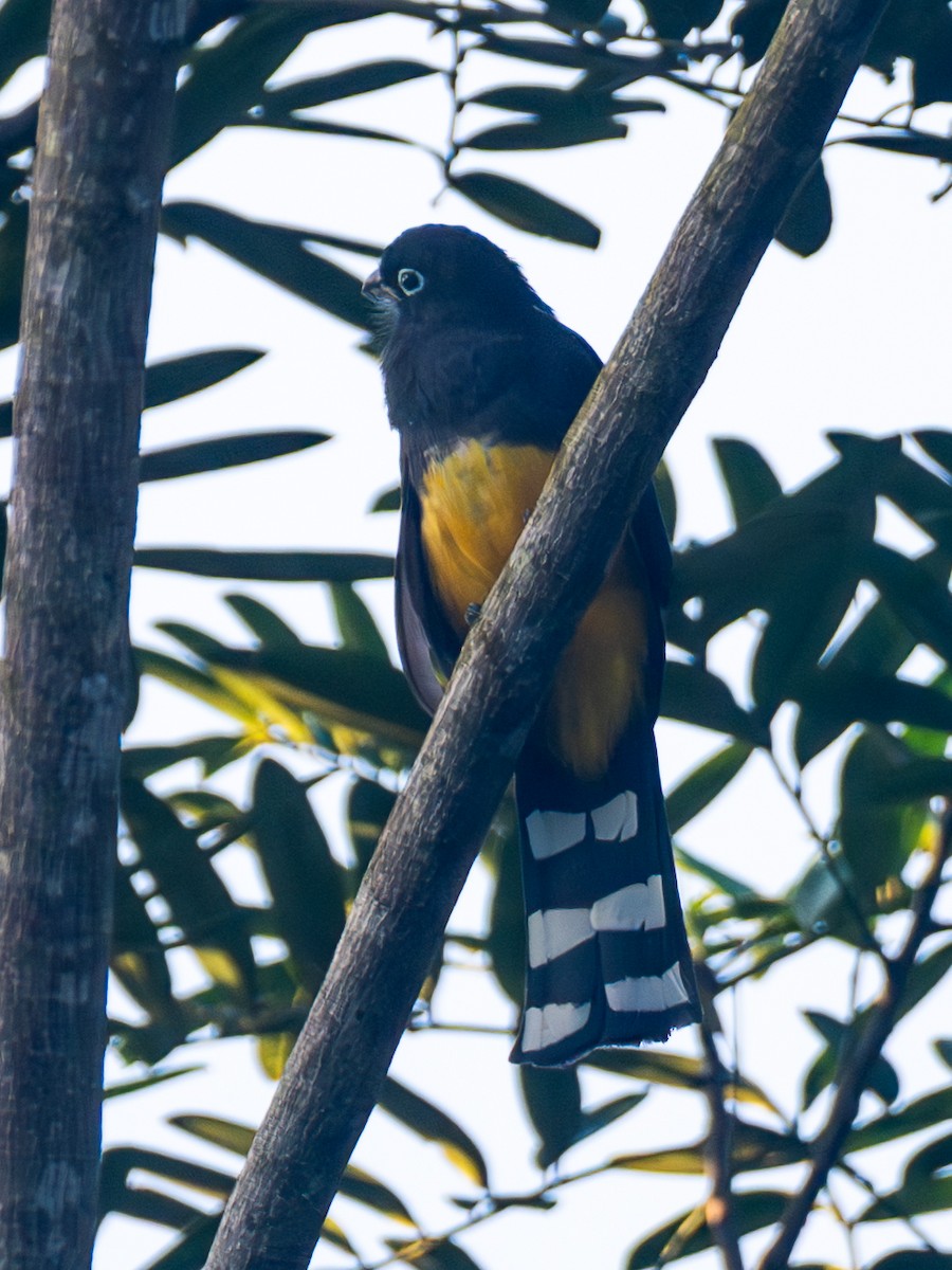 Black-headed Trogon - ML646413254