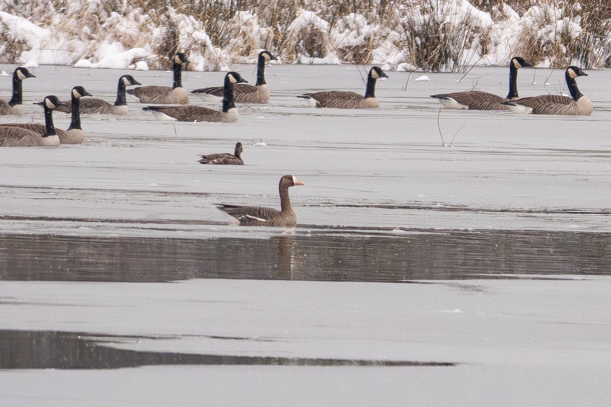 Greater White-fronted Goose - ML646413256