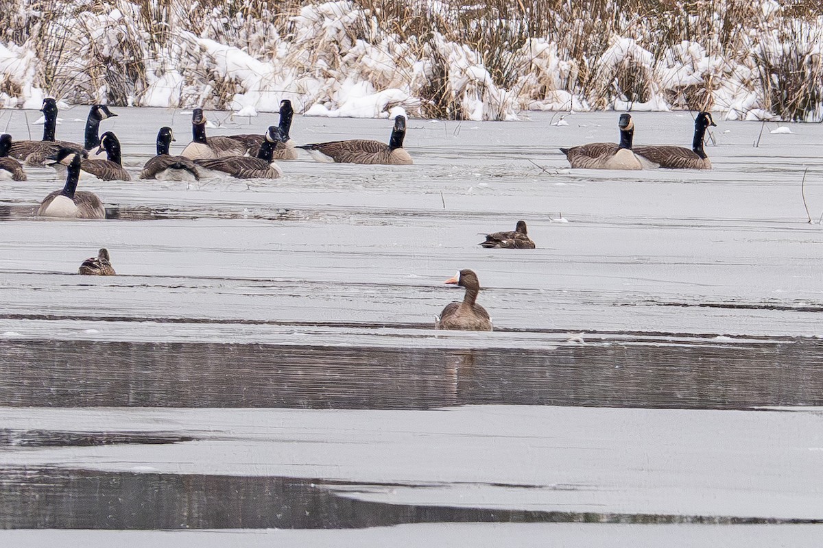 Greater White-fronted Goose - ML646413257