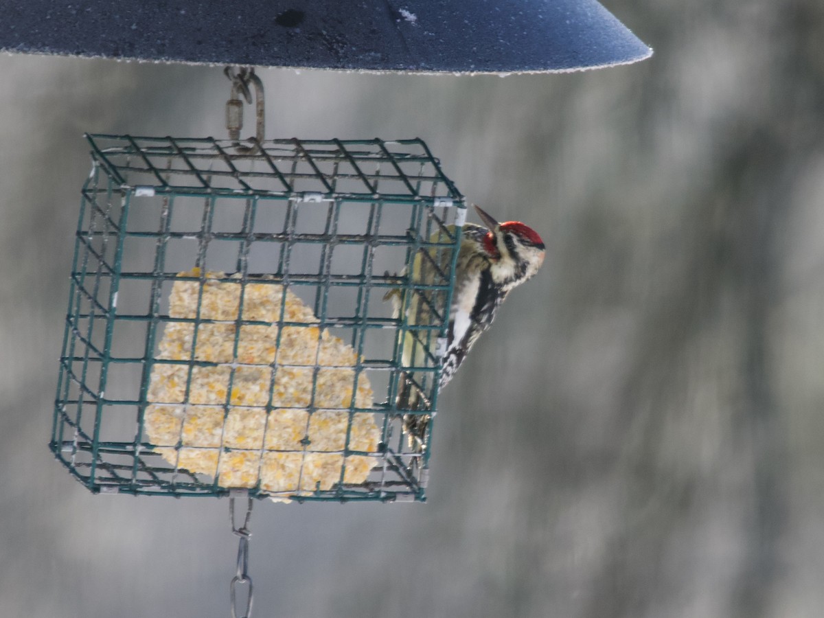 Yellow-bellied Sapsucker - ML646413261