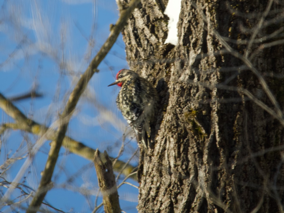Yellow-bellied Sapsucker - ML646413262