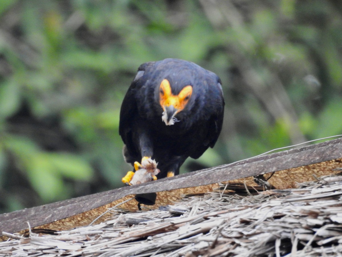 Black Caracara - ML646413263