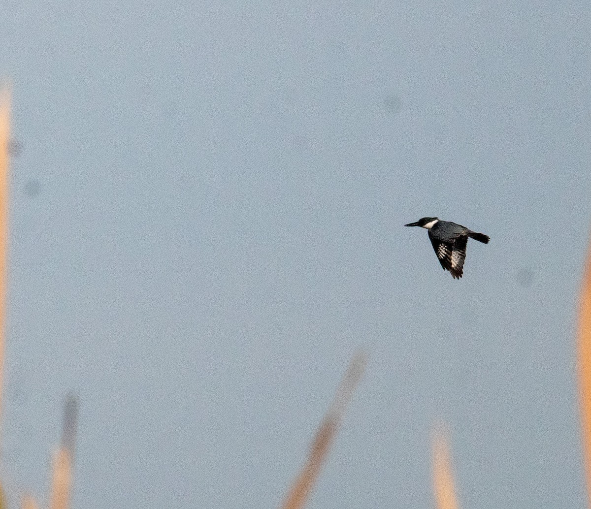 rybařík pruhoprsý - ML646413265