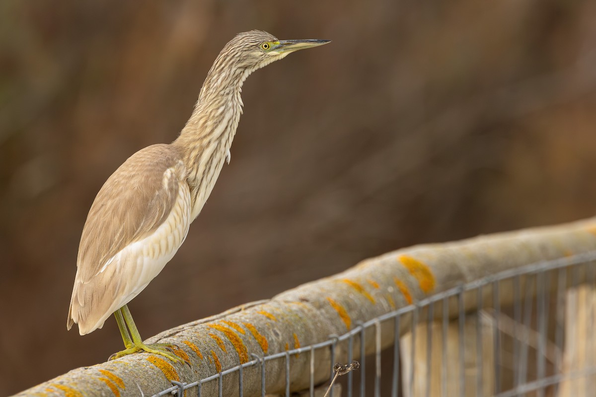 Squacco Heron - ML646413266
