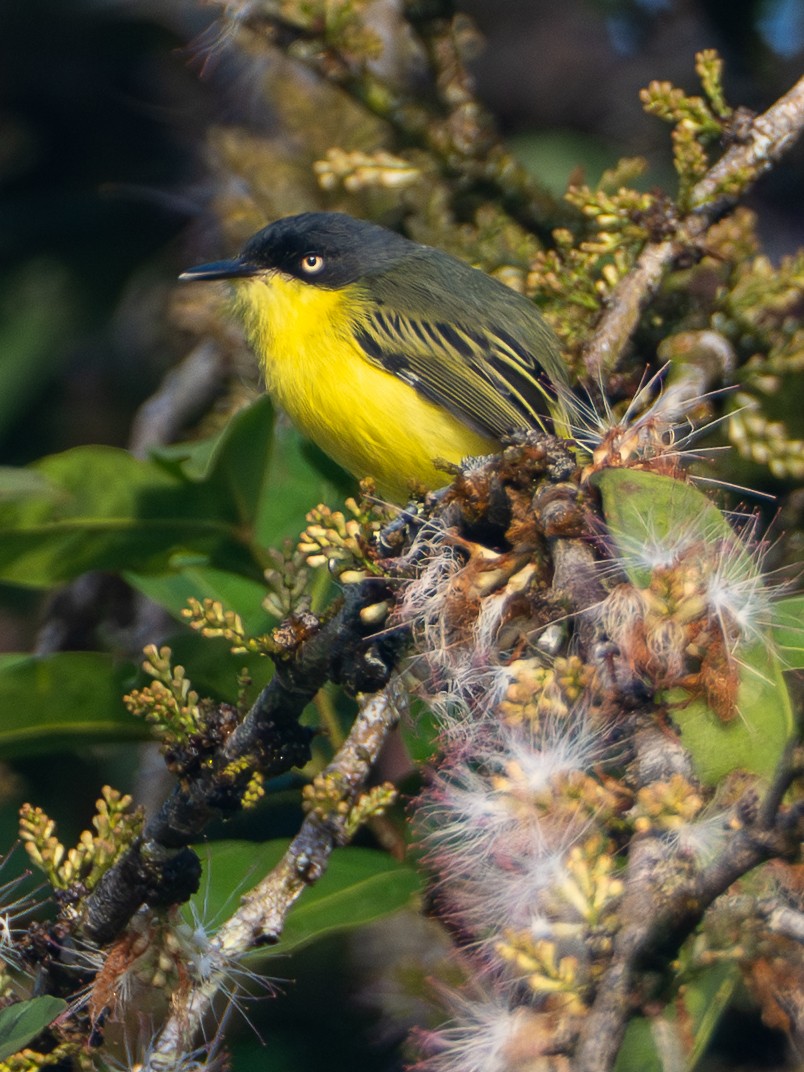 Common Tody-Flycatcher - ML646413268