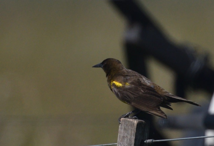 Brown-and-yellow Marshbird - ML646413269