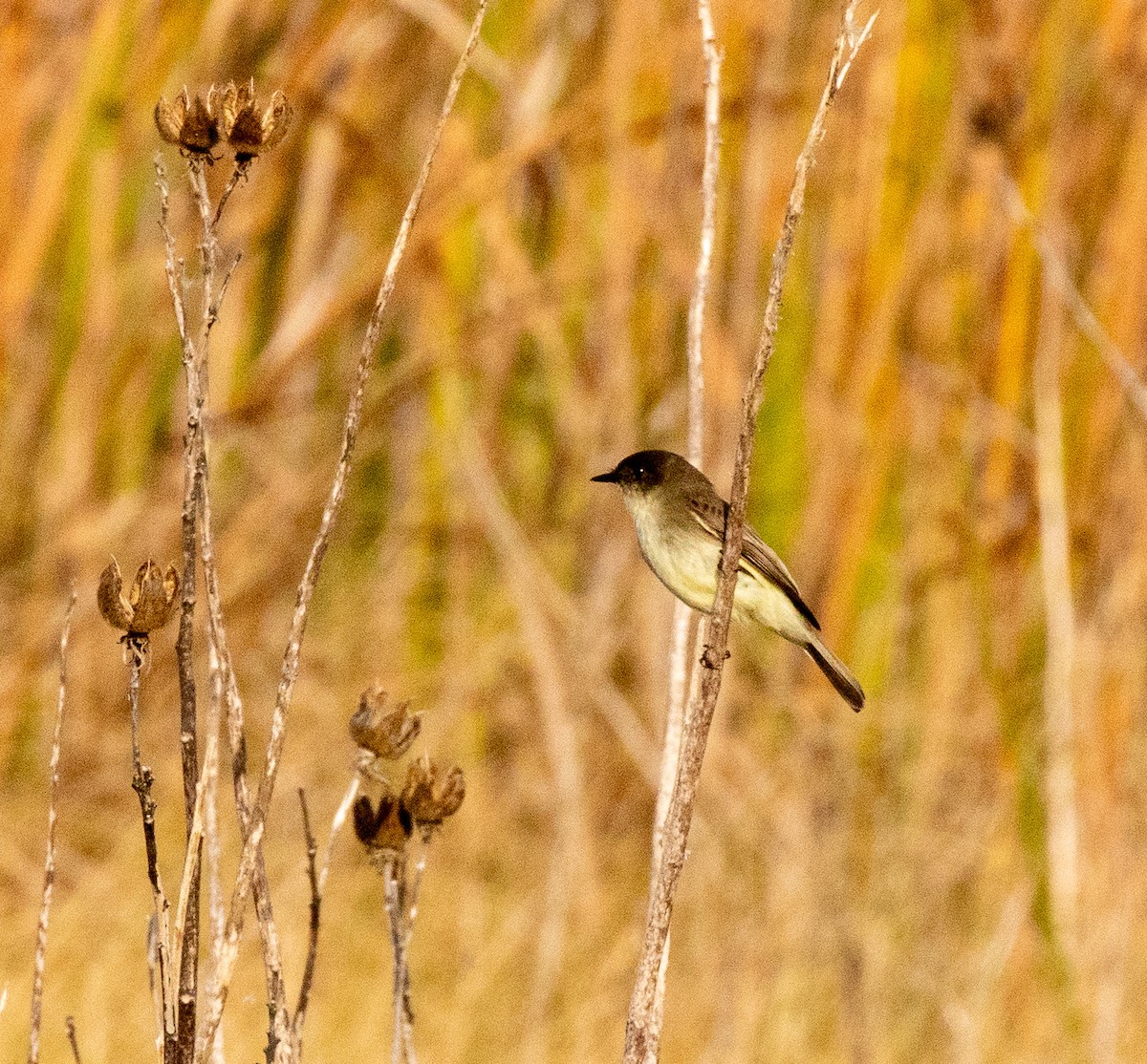 tyranovec domácí - ML646413270