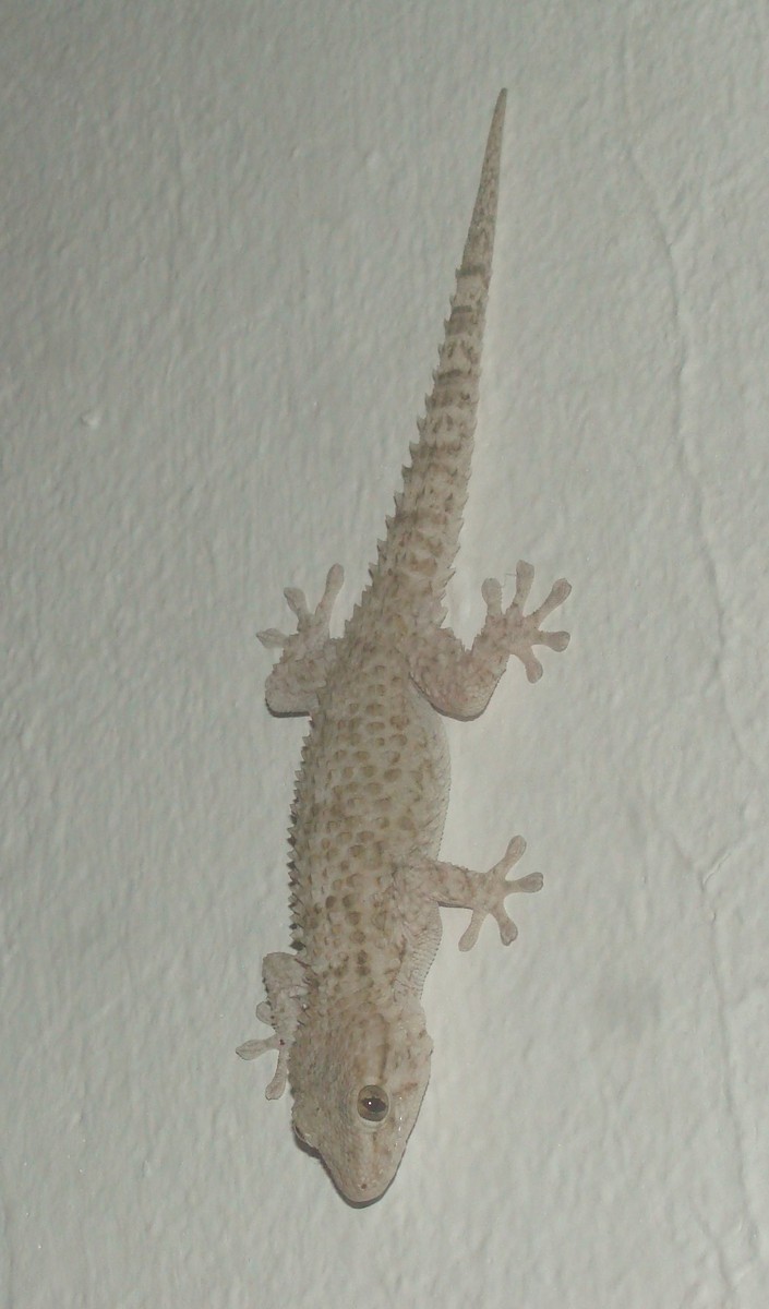 Moorish Gecko - ML646413273