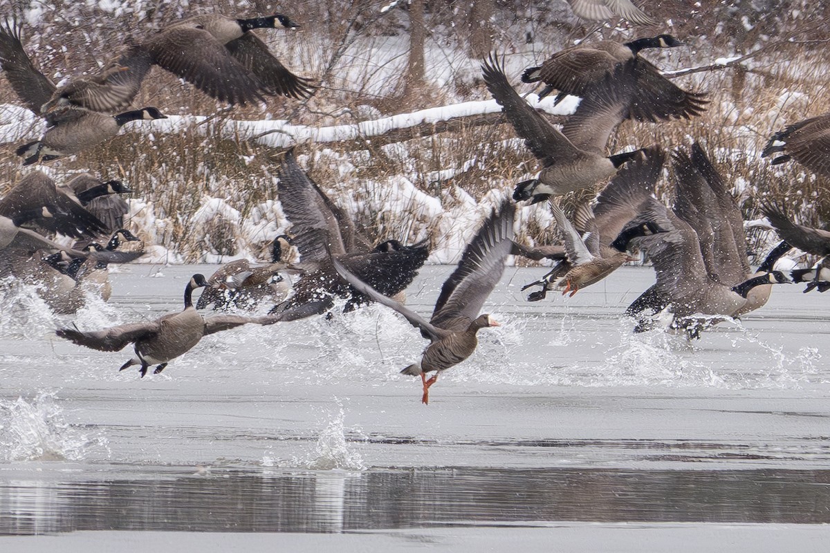 Greater White-fronted Goose - ML646413275