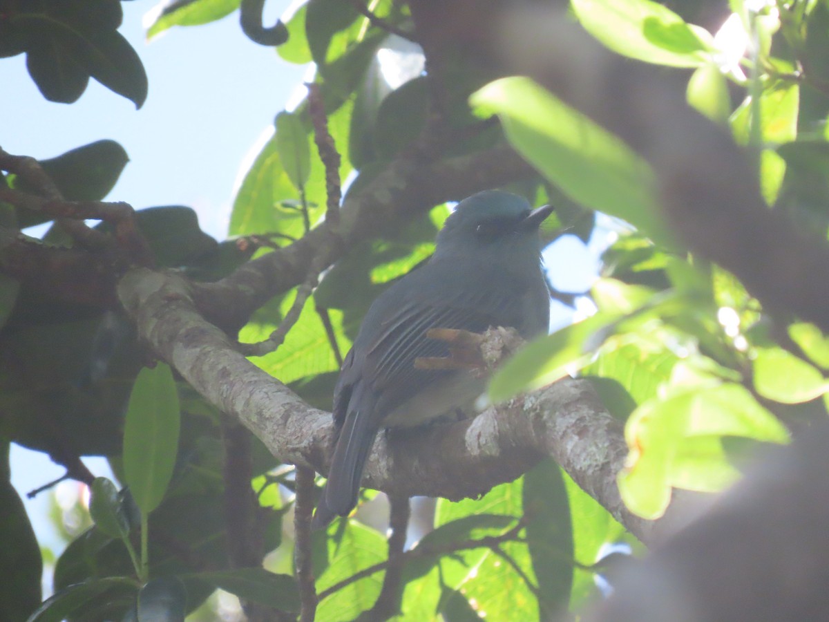 Dull-blue Flycatcher - ML646413276