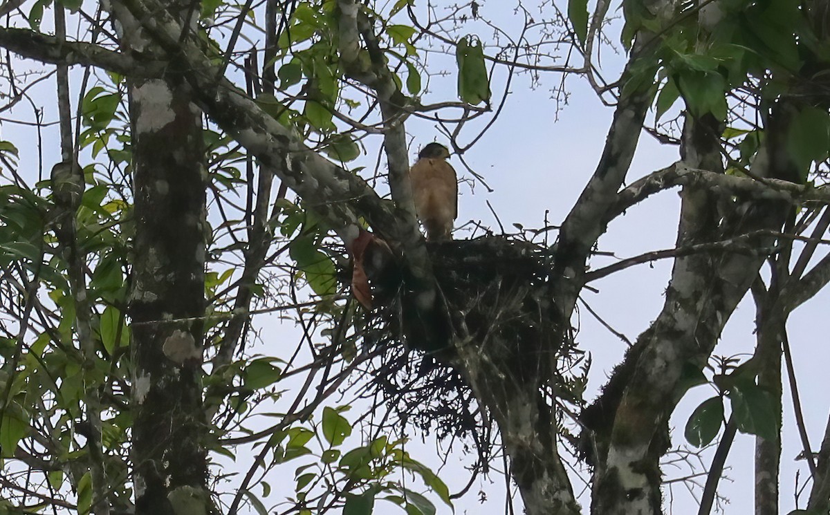 Tiny Hawk - ML646413277