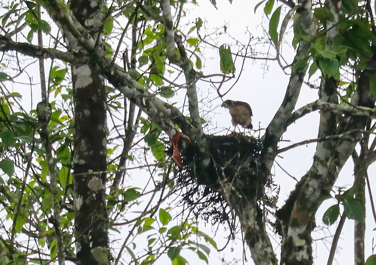 Tiny Hawk - ML646413278