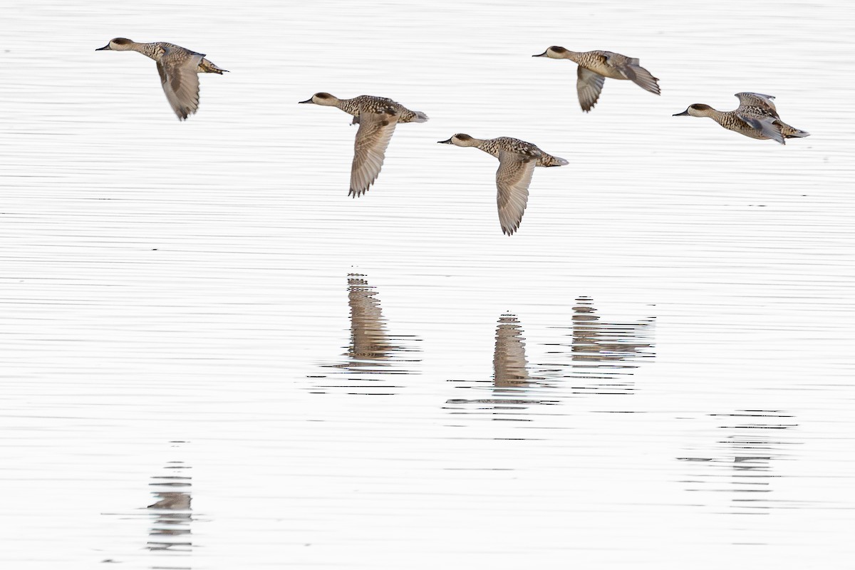 Marbled Duck - ML646413280