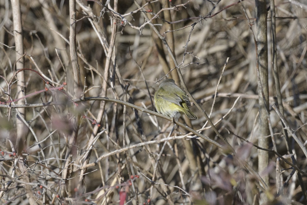 Orange-crowned Warbler - ML646413282