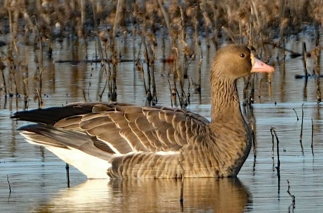 Greater White-fronted Goose - ML646413283