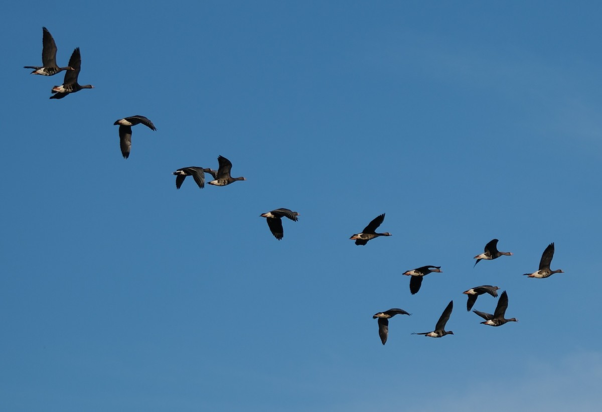 Greater White-fronted Goose - ML646413284