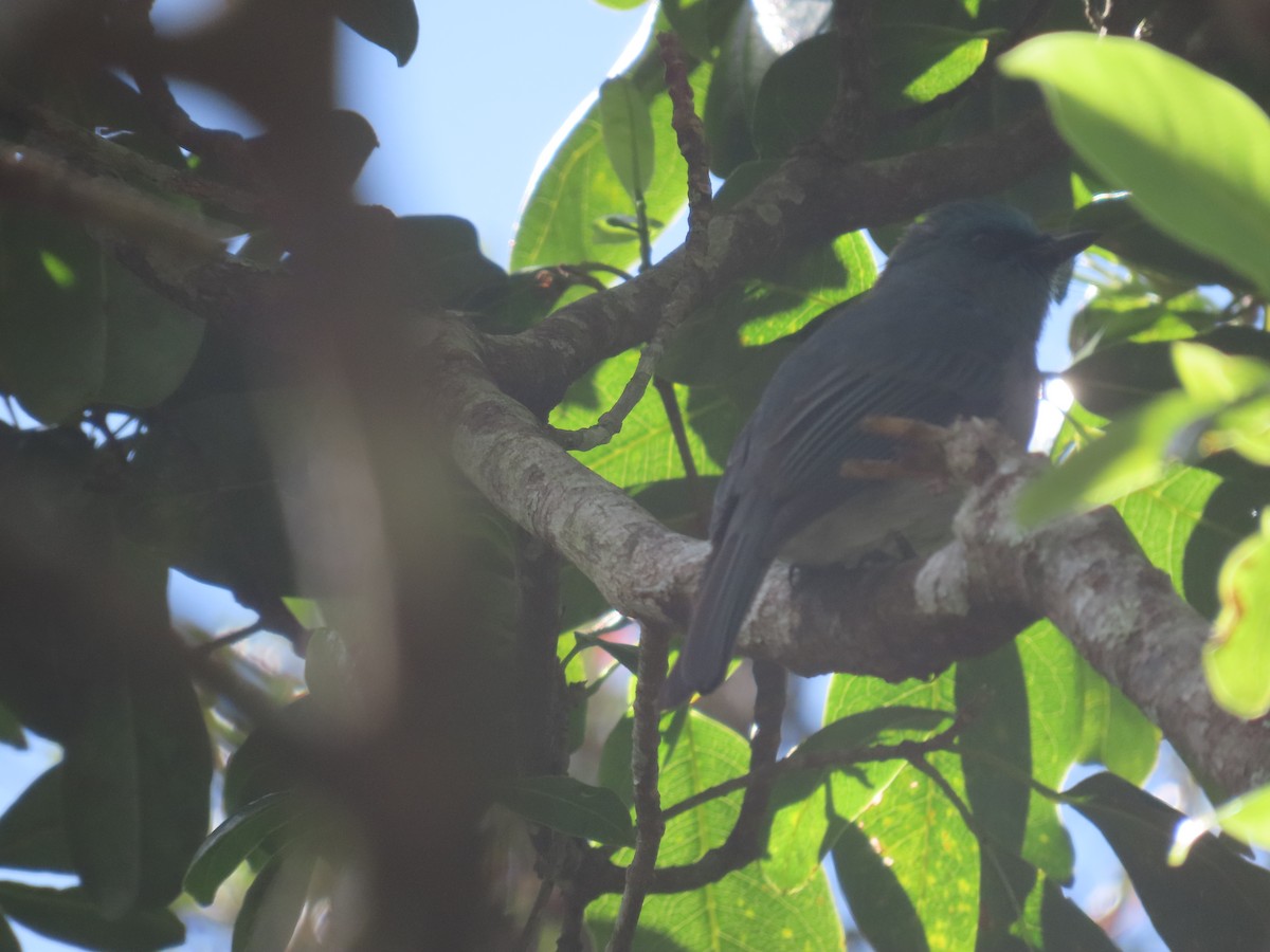 Dull-blue Flycatcher - ML646413285