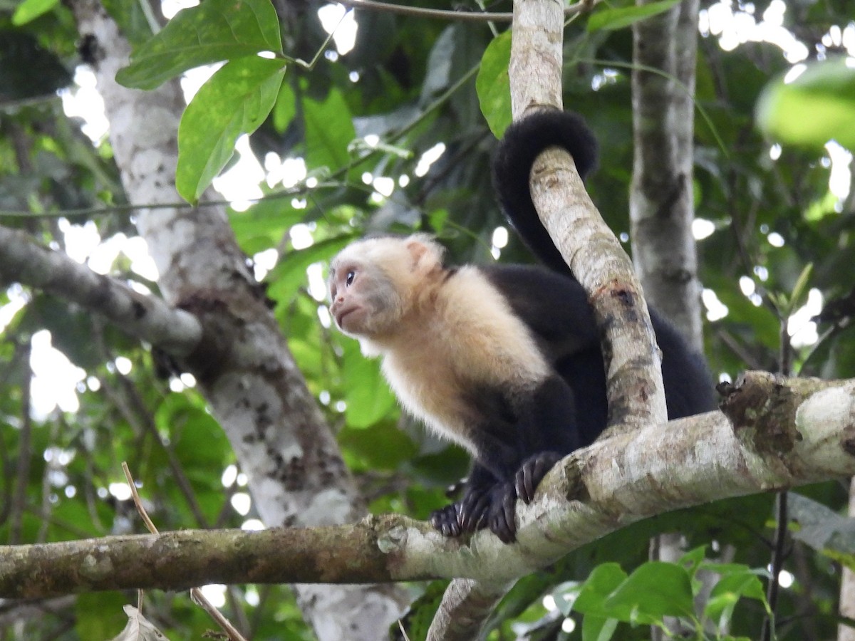 Colombian White-throated Capuchin - ML646413286