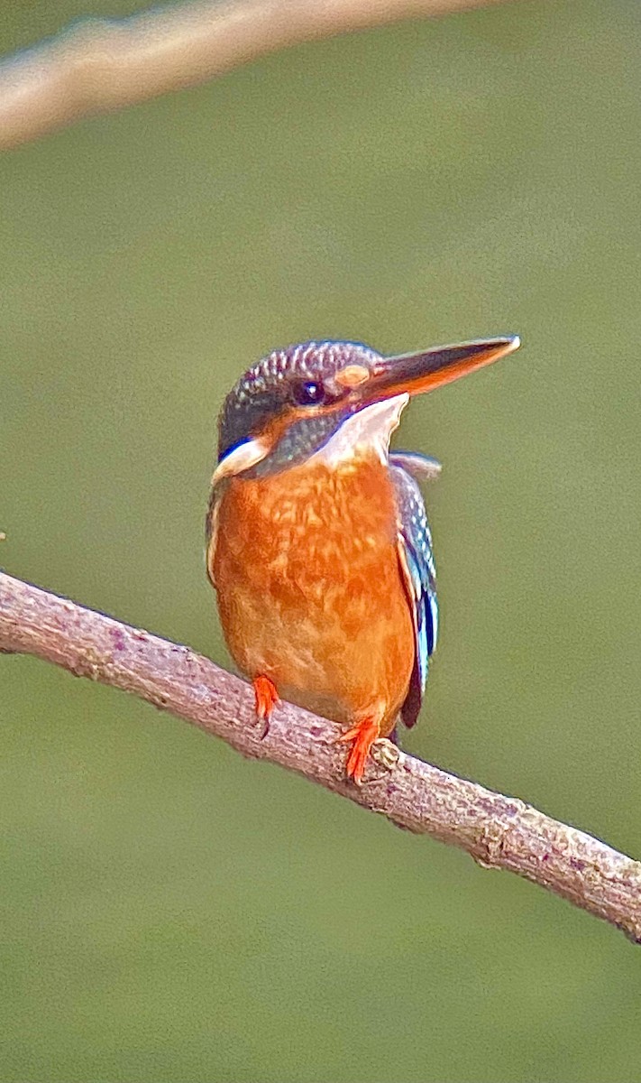 Yalıçapkını - ML646413287