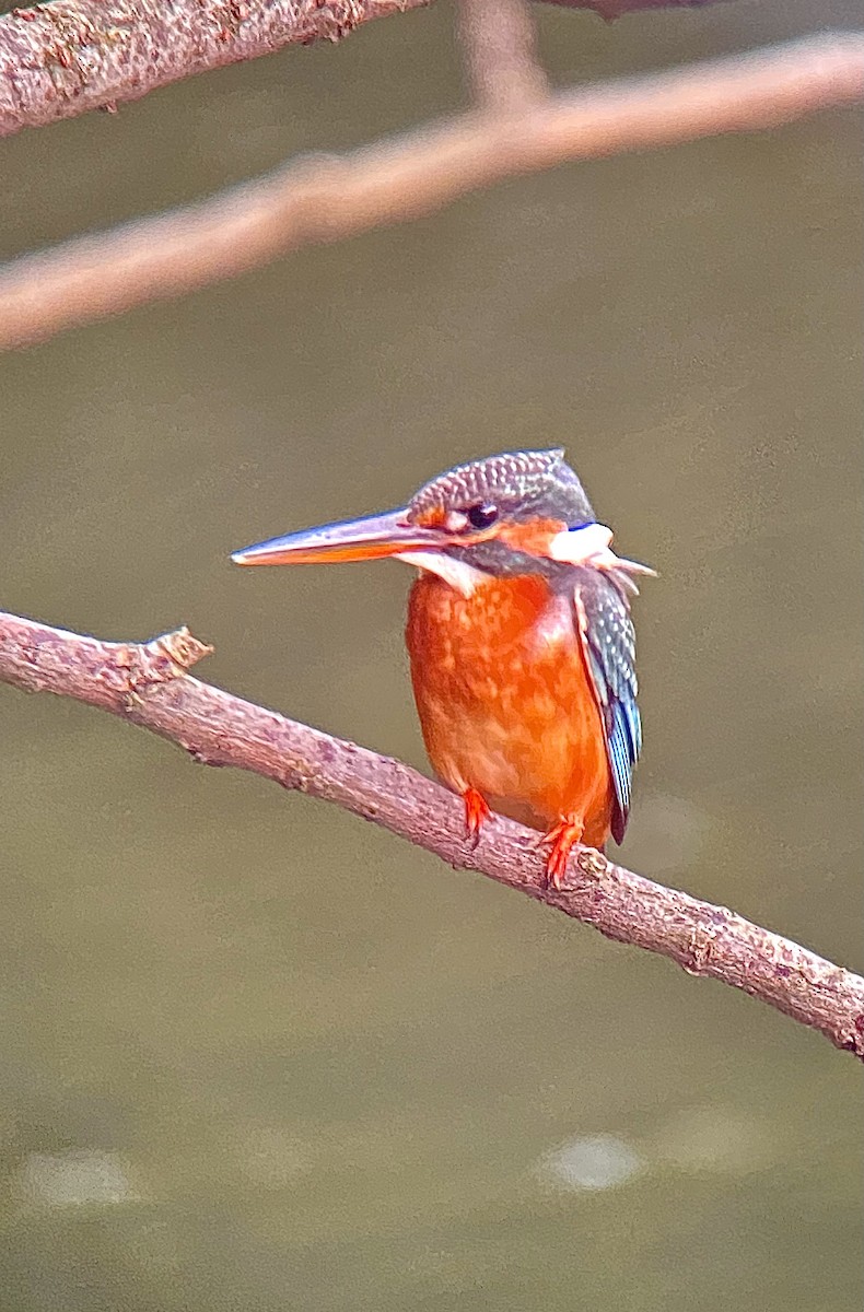 Yalıçapkını - ML646413288