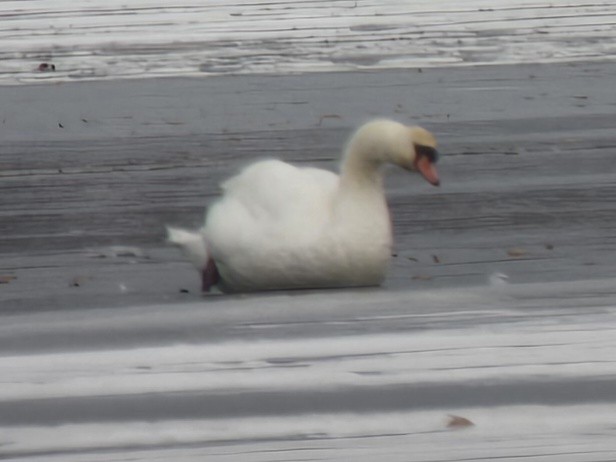Mute Swan - ML646413289