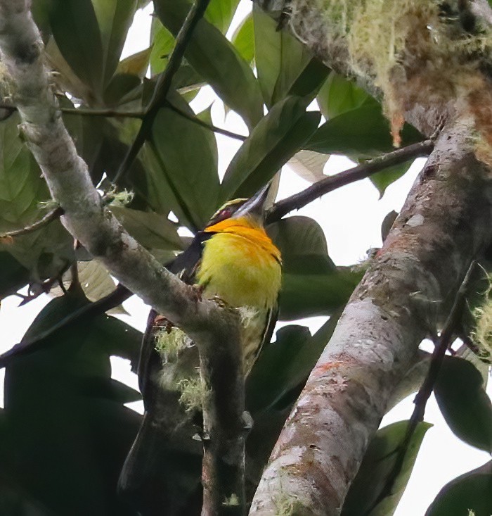 Gilded Barbet - ML646413290