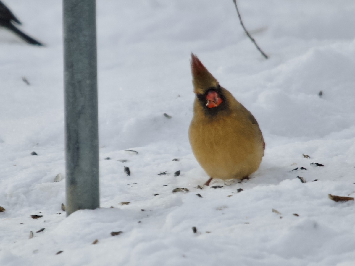 Northern Cardinal - ML646413291