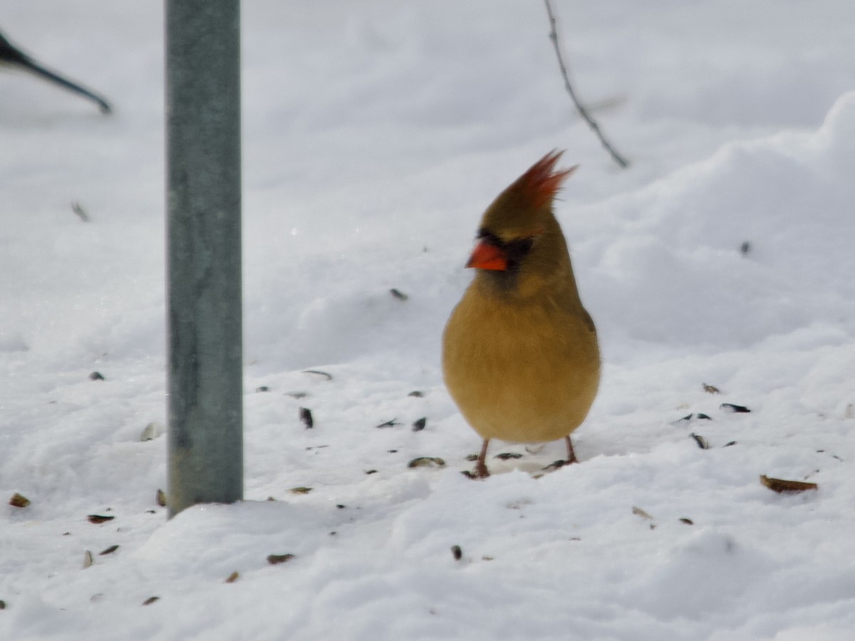 Northern Cardinal - ML646413292