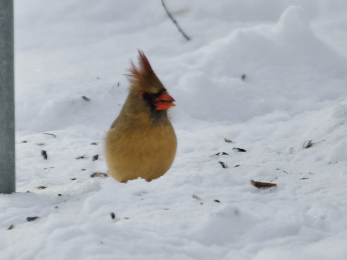 Northern Cardinal - ML646413293