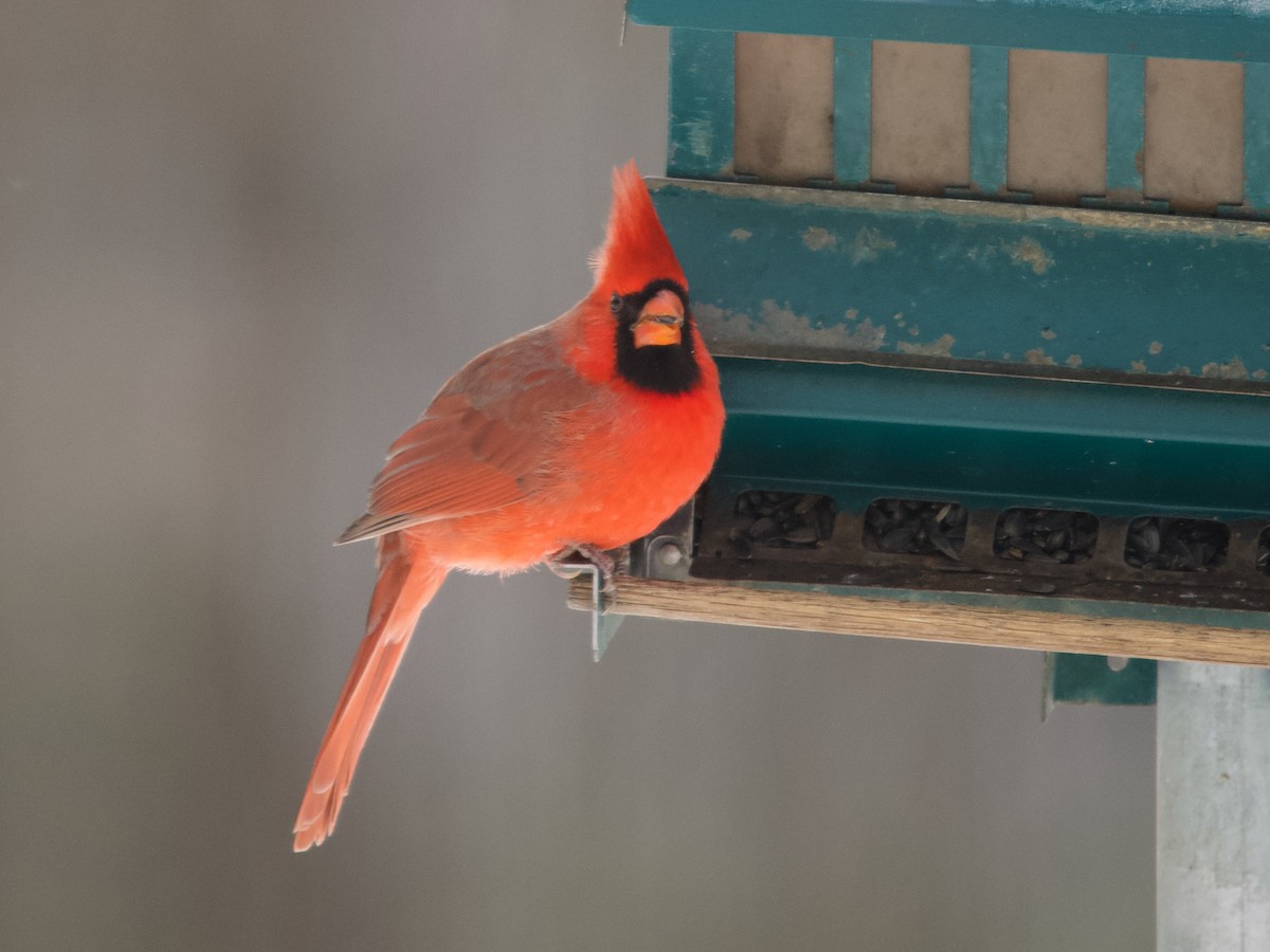 Northern Cardinal - ML646413294