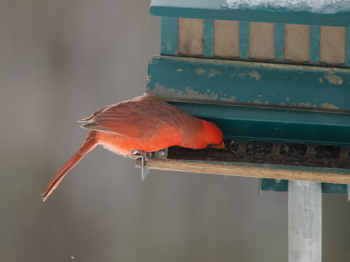 Northern Cardinal - ML646413295