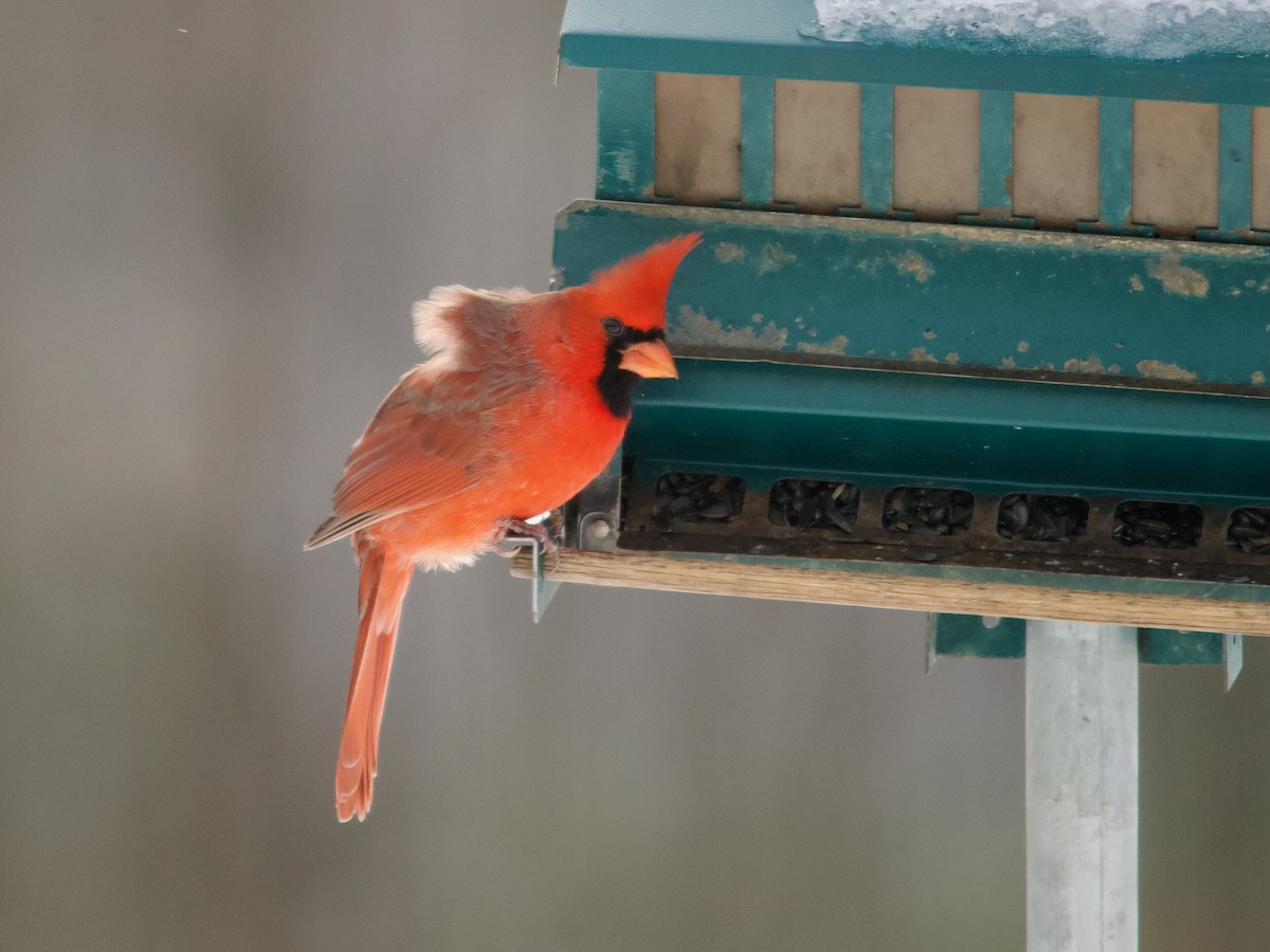 Northern Cardinal - ML646413296
