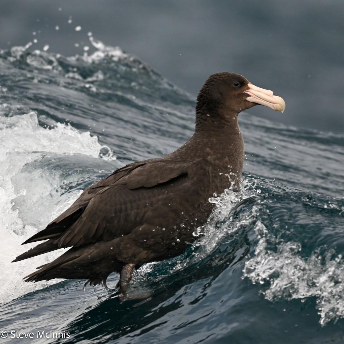 Northern Giant-Petrel - ML646413298