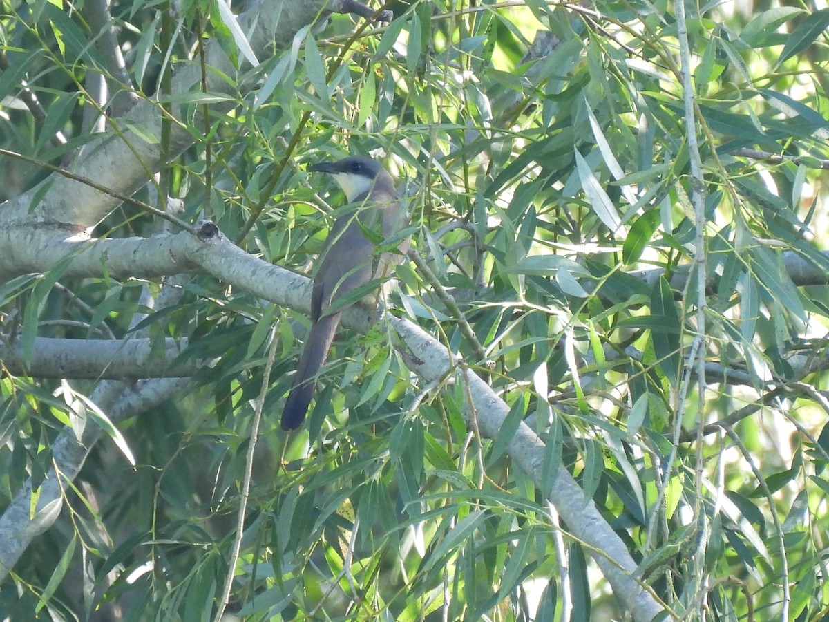 Dark-billed Cuckoo - ML646413299