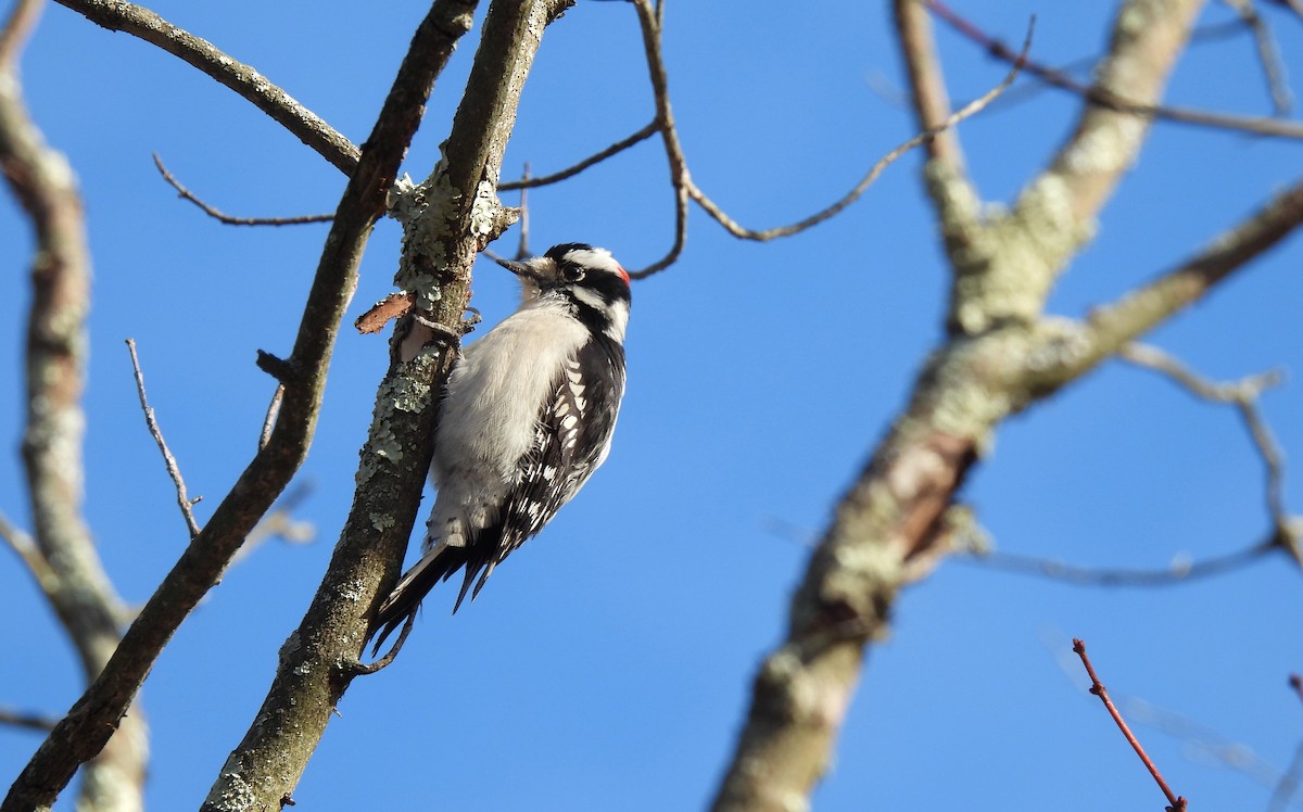 Downy Woodpecker - ML646413300