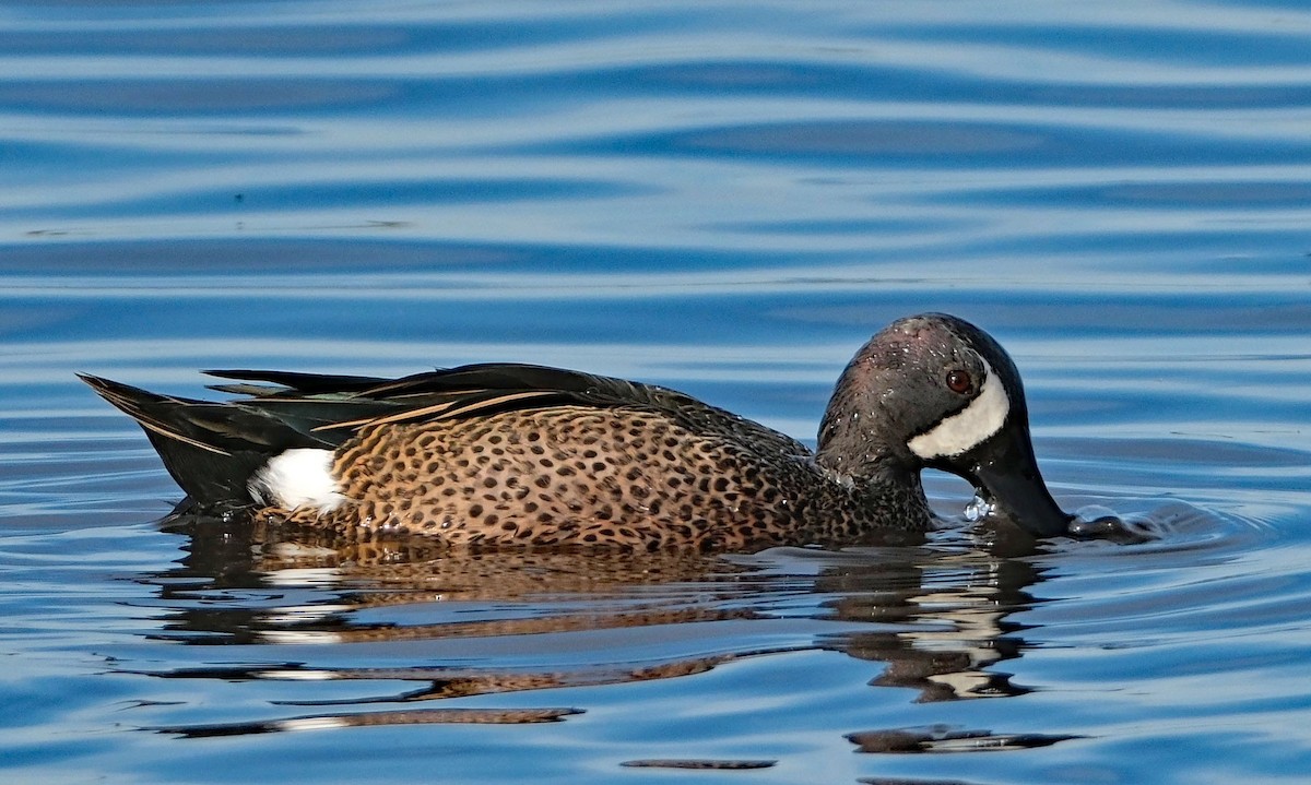 čírka modrokřídlá - ML646413301