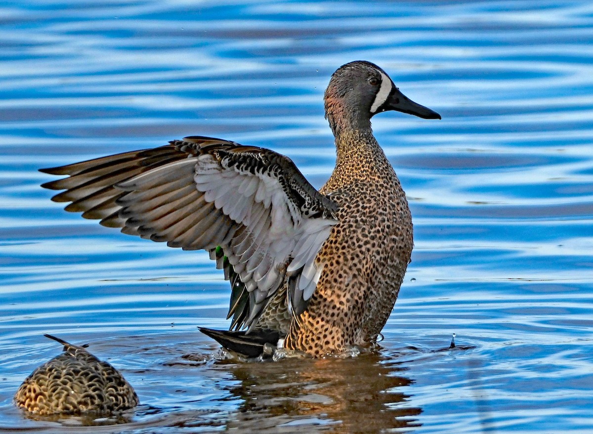 Blue-winged Teal - ML646413302