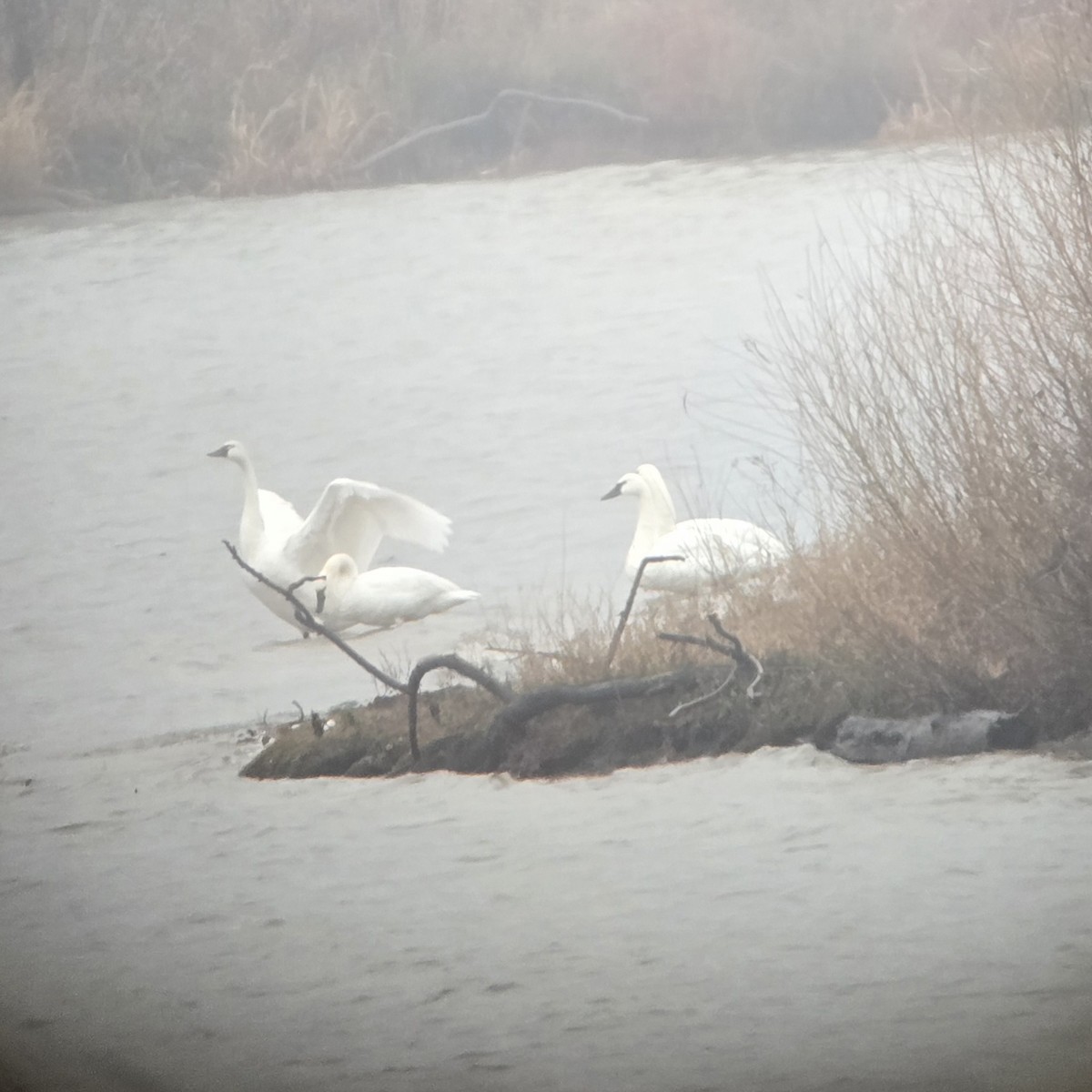 小天鵝 - ML646413303