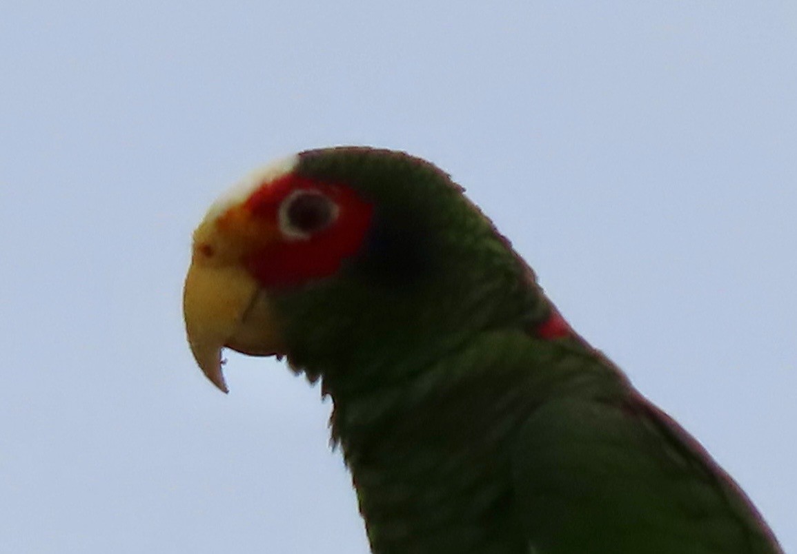 Yellow-lored Amazon - ML646413305