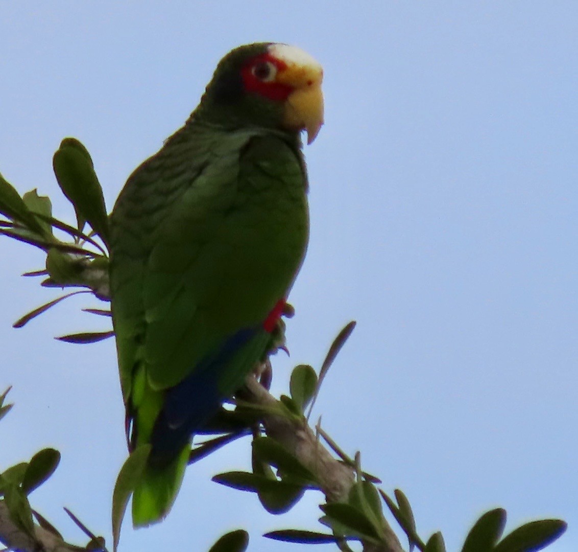 Yellow-lored Amazon - ML646413306