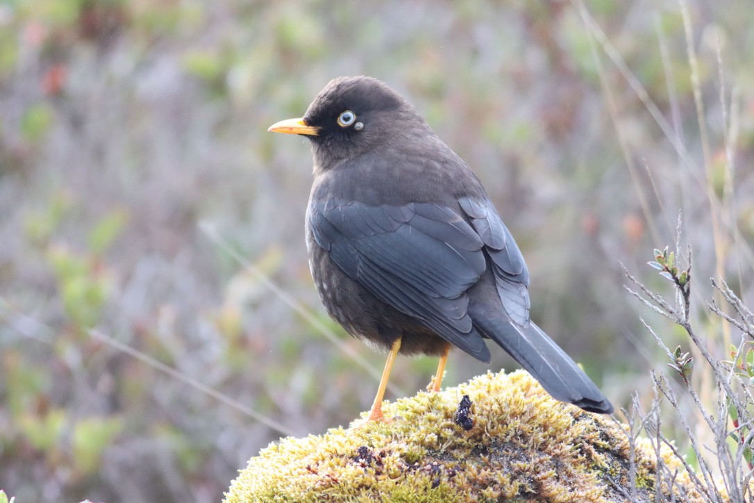 Sooty Thrush - ML646413307