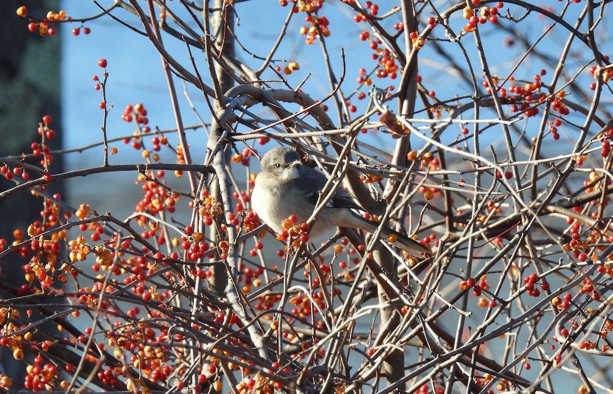Northern Mockingbird - ML646413308
