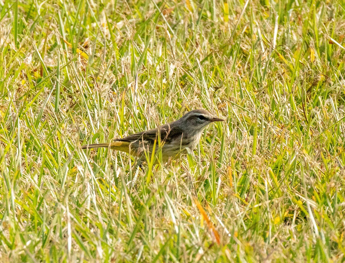 Northern Waterthrush - ML646413310