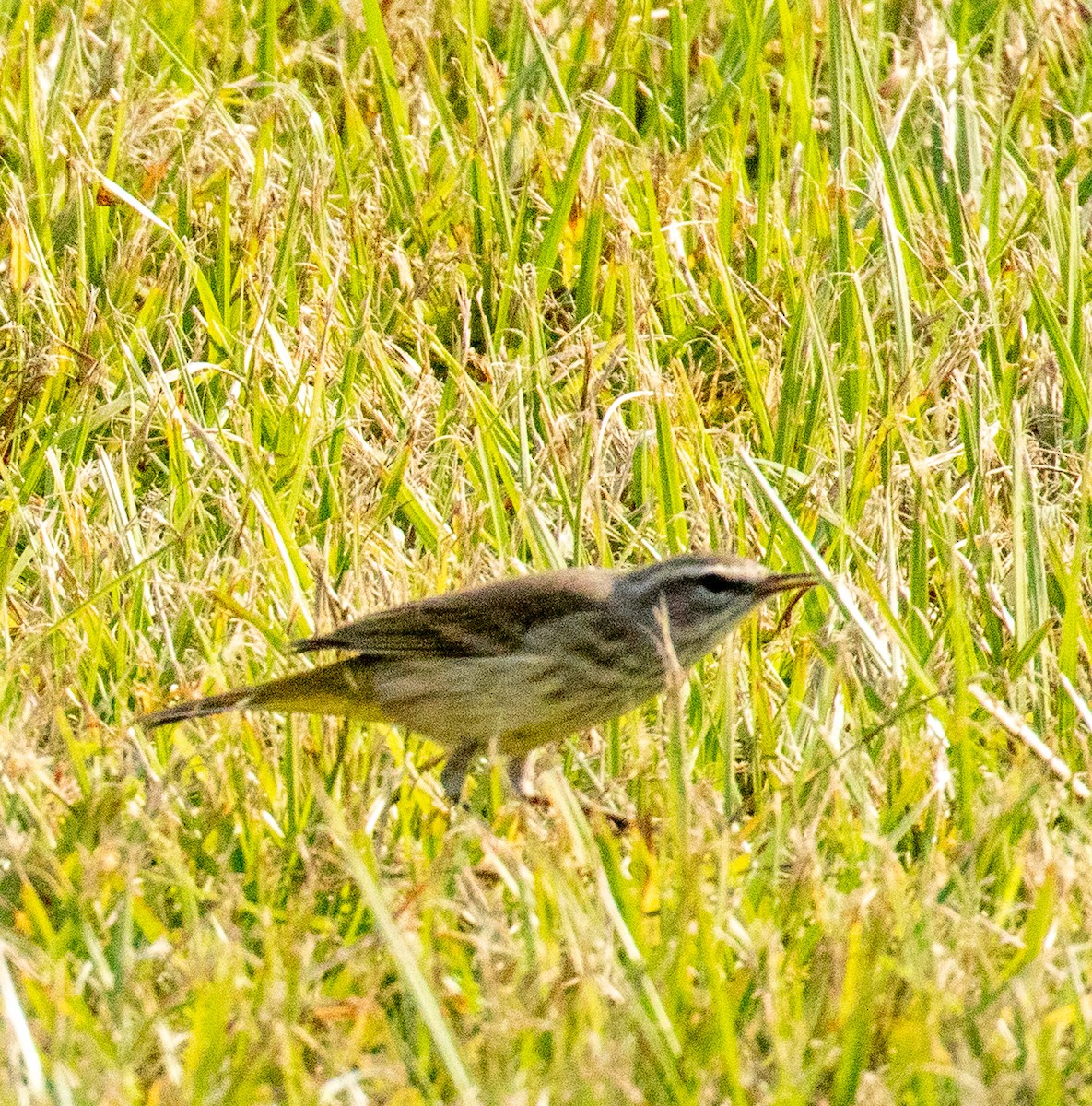 Palm Warbler - ML646413311