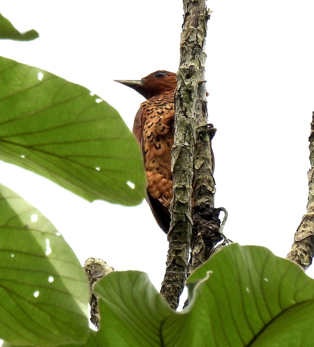 Cinnamon Woodpecker - ML646413312
