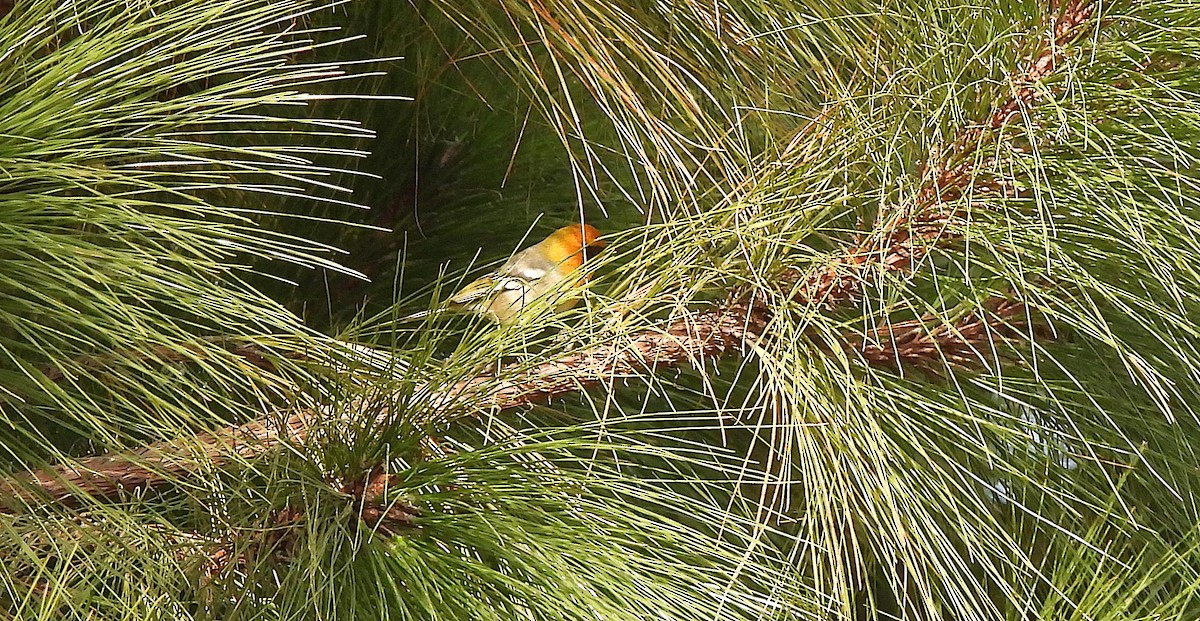 Olive Warbler - ML646413315