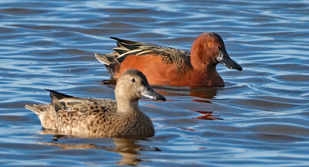 Cinnamon Teal - ML646413316
